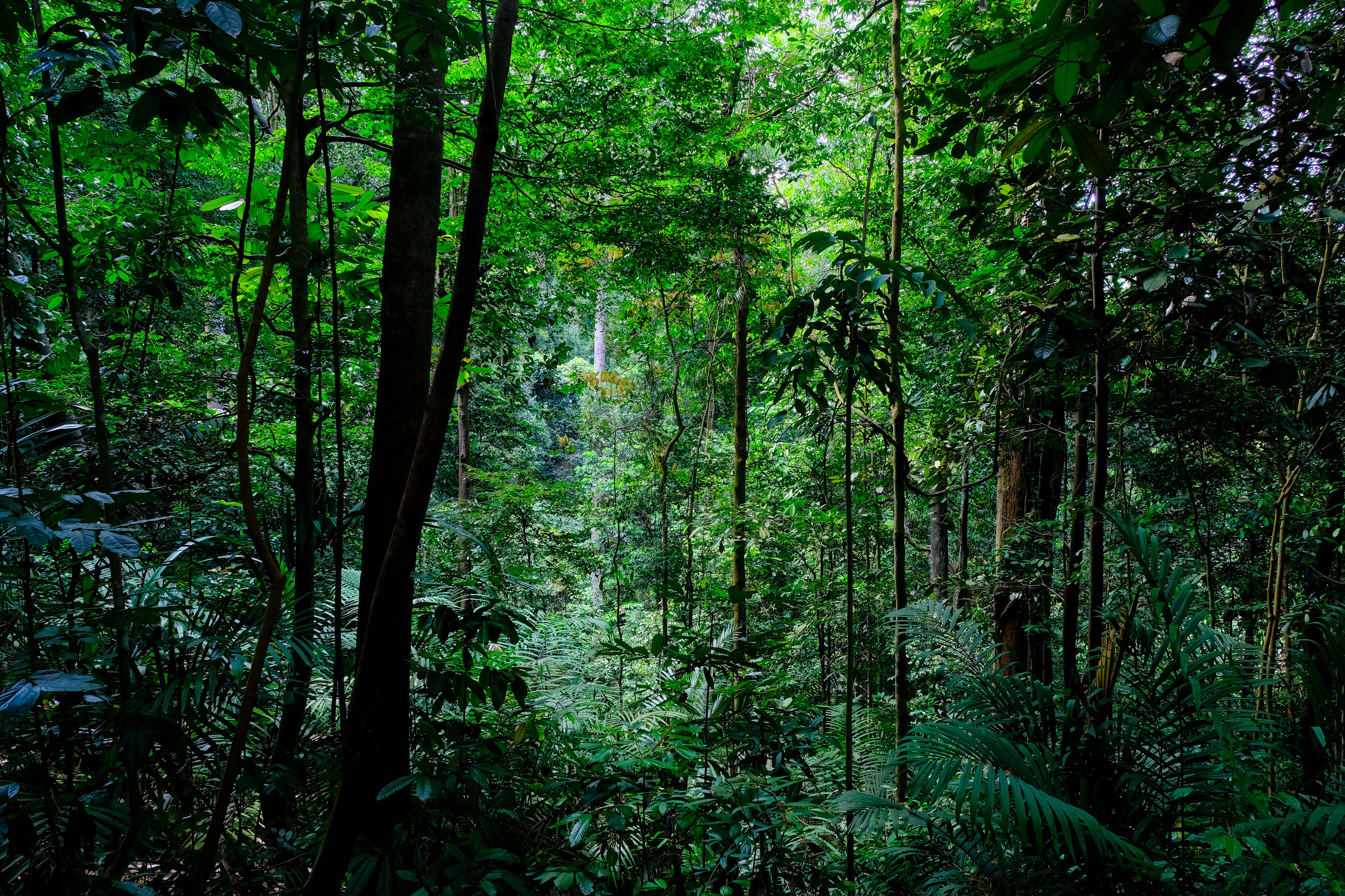 Our Forests
